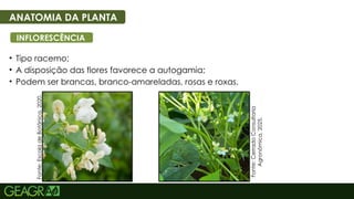 13
• Tipo racemo;
• A disposição das flores favorece a autogamia;
• Podem ser brancas, branco-amareladas, rosas e roxas.
ANATOMIA DA PLANTA
INFLORESCÊNCIA
Fonte:
Escola
de
Botânica,
2020.
Fonte:
Cerrado
Consultoria
Agronômica,
2025.
 