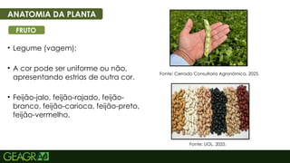 14
• Legume (vagem);
• A cor pode ser uniforme ou não,
apresentando estrias de outra cor.
• Feijão-jalo, feijão-rajado, feijão-
branco, feijão-carioca, feijão-preto,
feijão-vermelho.
ANATOMIA DA PLANTA
FRUTO
Fonte: Cerrado Consultoria Agronômica, 2025.
Fonte: UOL, 2025.
 