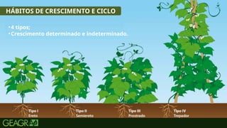 16
HÁBITOS DE CRESCIMENTO E CICLO
•4 tipos;
•Crescimento determinado e indeterminado.
 