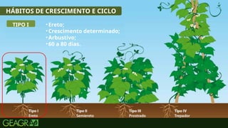 17
•Ereto;
•Crescimento determinado;
•Arbustivo;
•60 a 80 dias.
HÁBITOS DE CRESCIMENTO E CICLO
TIPO I
 