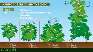 18
HÁBITOS DE CRESCIMENTO E CICLO
TIPO
II
•Semiereto;
•Crescimento indeterminado;
•Arbustivo;
•82 a 95 dias.
 