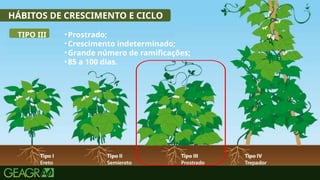 19
HÁBITOS DE CRESCIMENTO E CICLO
TIPO III •Prostrado;
•Crescimento indeterminado;
•Grande número de ramificações;
•85 a 100 dias.
 