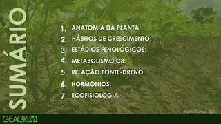 2
SUMÁRIO
Fonte: Canva, 2025.
ANATOMIA DA PLANTA;
HÁBITOS DE CRESCIMENTO;
ESTÁDIOS FENOLÓGICOS;
METABOLISMO C3;
RELAÇÃO FONTE-DRENO;
HORMÔNIOS;
ECOFISIOLOGIA.
1.
2.
3.
4.
5.
6.
7.
 