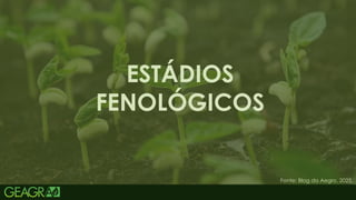 21
ESTÁDIOS
FENOLÓGICOS
Fonte: Blog da Aegro, 2025.
 