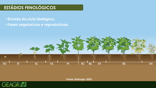 22
ESTÁDIOS FENOLÓGICOS
•Divisão do ciclo biológico;
•Fases vegetativas e reprodutivas.
Fonte: Embrapa, 2023.
 