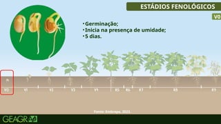 23
•Germinação;
•Inicia na presença de umidade;
•5 dias.
ESTÁDIOS FENOLÓGICOS
V0
Fonte: Embrapa, 2023.
 