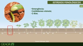 24
ESTÁDIOS FENOLÓGICOS
•Emergência;
•Cotilédones visíveis;
•2 dias.
V1
Fonte: Embrapa, 2023.
 