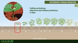 25
ESTÁDIOS FENOLÓGICOS
•Folhas primárias;
•Abertura das folhas primárias;
•4 dias.
V2
Fonte: Embrapa, 2023.
 