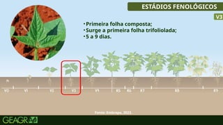 26
ESTÁDIOS FENOLÓGICOS
•Primeira folha composta;
•Surge a primeira folha trifoliolada;
•5 a 9 dias.
V3
Fonte: Embrapa, 2023.
 