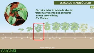 27
ESTÁDIOS FENOLÓGICOS
•Terceira folha trifoliolada aberta;
•Desenvolvimento dos primeiros
ramos secundários;
•7 a 15 dias.
V4
Fonte: Embrapa, 2023.
 