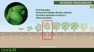 28
ESTÁDIOS FENOLÓGICOS
•Pré-floração;
•Primeiros botões florais visíveis;
•Termina quando se inicia o
florescimento.
R5
Fonte: Embrapa, 2023.
 