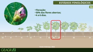 29
ESTÁDIOS FENOLÓGICOS
•Floração;
•50% das flores abertas;
•4 a 6 dias.
R6
Fonte: Embrapa, 2023.
 