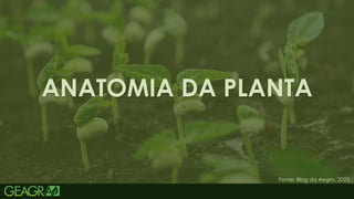 3
ANATOMIA DA PLANTA
Fonte: Blog da Aegro, 2025.
 