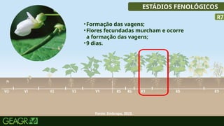 30
ESTÁDIOS FENOLÓGICOS
R7
•Formação das vagens;
•Flores fecundadas murcham e ocorre
a formação das vagens;
•9 dias.
Fonte: Embrapa, 2023.
 