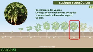 31
ESTÁDIOS FENOLÓGICOS
•Enchimento das vagens;
•Começa com o enchimento dos grãos
e aumento do volume das vagens;
•20 dias.
R8
Fonte: Embrapa, 2023.
 