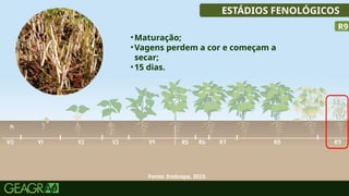 32
ESTÁDIOS FENOLÓGICOS
•Maturação;
•Vagens perdem a cor e começam a
secar;
•15 dias.
R9
Fonte: Embrapa, 2023.
 