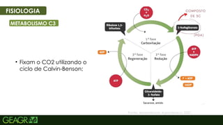 34
FISIOLOGIA
METABOLISMO C3
• Fixam o CO2 utilizando o
ciclo de Calvin-Benson;
Fonte: Aprendizado Agronômico, 2021.
 