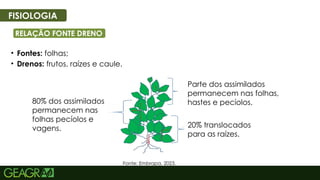37
FISIOLOGIA
RELAÇÃO FONTE DRENO
• Fontes: folhas;
• Drenos: frutos, raízes e caule.
Fonte: Embrapa, 2023.
80% dos assimilados
permanecem nas
folhas pecíolos e
vagens.
Parte dos assimilados
permanecem nas folhas,
hastes e pecíolos.
20% translocados
para as raízes.
 
