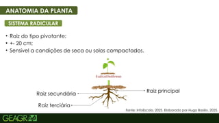 4
• Raiz do tipo pivotante;
• +- 20 cm;
• Sensível a condições de seca ou solos compactados.
ANATOMIA DA PLANTA
SISTEMA RADICULAR
Raiz principal
Raiz secundária
Raiz terciária
Fonte: InfoEscola, 2025. Elaborado por Hugo Basilio, 2025.
 