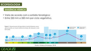 47
ECOFISIOLOGIA
EXIGÊNCIA HÍDRICA
• Varia de acordo com o estádio fenológico;
• Entre 250 mm e 350 mm por ciclo vegetativo.
 