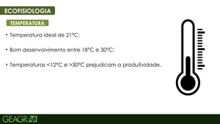 48
• Temperatura ideal de 21°C;
• Bom desenvolvimento entre 18°C e 30°C;
• Temperaturas <12°C e >30°C prejudicam a produtividade.
ECOFISIOLOGIA
TEMPERATURA
 