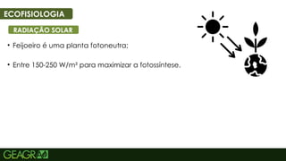49
• Feijoeiro é uma planta fotoneutra;
• Entre 150-250 W/m² para maximizar a fotossíntese.
ECOFISIOLOGIA
RADIAÇÃO SOLAR
 