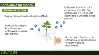5
• Fixação biológica de nitrogênio (FBN).
ANATOMIA DA PLANTA
SISTEMA RADICULAR
Fonte: AgroAdvance, 2022. Elaborado por Hugo Basilio, 2025.
N é captado pelas
₂
bactérias que
colonizam as raízes
das plantas.
As bactérias fixadoras de
nitrogênio se multiplicam e
formam nódulos
radiculares.
O N metabolizado sofre
₂
amônificação (NH ) e
₄⁺
nitrificação (NO ), sendo
₃⁻
assimilado e utilizado pelas
plantas.
 