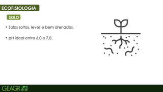 50
ECOFISIOLOGIA
SOLO
• Solos soltos, leves e bem drenados.
• pH ideal entre 6,0 e 7,0.
 