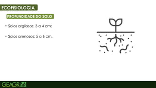 51
ECOFISIOLOGIA
PROFUNDIDADE DO SOLO
• Solos argilosos: 3 a 4 cm;
• Solos arenosos: 5 a 6 cm.
 