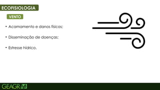 52
ECOFISIOLOGIA
VENTO
• Acamamento e danos físicos;
• Disseminação de doenças;
• Estresse hídrico.
 