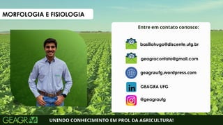 53
Entre em contato conosco:
UNINDO CONHECIMENTO EM PROL DA AGRICULTURA!
geagraufg.wordpress.com
geagracontato@gmail.com
GEAGRA UFG
@geagraufg
basiliohugo@discente.ufg.br
MORFOLOGIA E FISIOLOGIA
 