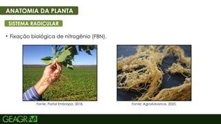 6
• Fixação biológica de nitrogênio (FBN).
ANATOMIA DA PLANTA
SISTEMA RADICULAR
Fonte: AgroAdvance, 2025.
Fonte: Portal Embrapa, 2018.
 