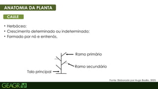 7
• Herbáceo;
• Crescimento determinado ou indeterminado;
• Formado por nó e entrenós.
ANATOMIA DA PLANTA
CAULE
Talo principal
Ramo primário
Ramo secundário
Fonte: Elaborado por Hugo Basilio, 2025.
 