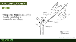 8
• Três gemas (tríada): vegetativa,
floral e vegetativa e
completamente floral;
ANATOMIA DA PLANTA
NÓS
Fonte: Portal Embrapa, 2025.
 