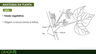 9
• Tríada vegetativa:
• Origem a novos ramos e folhas.
ANATOMIA DA PLANTA
NÓS
Fonte: Portal Embrapa, 2025.
 