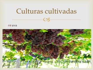 
 uva
Culturas cultivadas
 