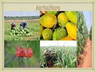 
Agricultura
 
