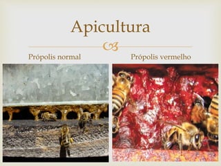 
Apicultura
Própolis normal Própolis vermelho
 