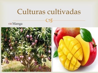  Manga
Culturas cultivadas
 