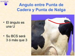 Angulo entre Punta de
         Cadera y Punta de Nalga

• El ángulo es
  una U

• Su BCS será
  3 ó más que 3
 