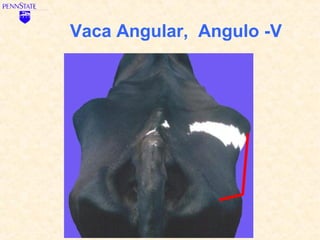 Vaca Angular, Angulo -V
 