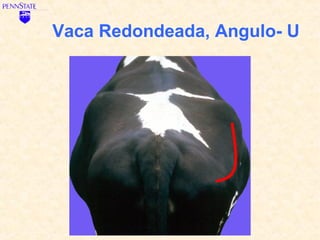 Vaca Redondeada, Angulo- U
 