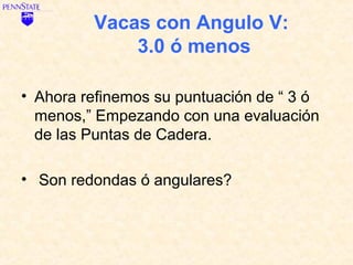 Vacas con Angulo V:
             3.0 ó menos

• Ahora refinemos su puntuación de “ 3 ó
  menos,” Empezando con una evaluación
  de las Puntas de Cadera.

• Son redondas ó angulares?
 