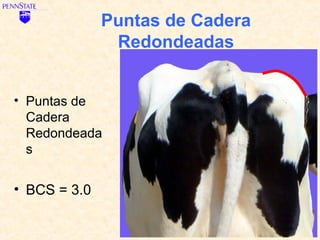 Puntas de Cadera
               Redondeadas


• Puntas de
  Cadera
  Redondeada
  s


• BCS = 3.0
 