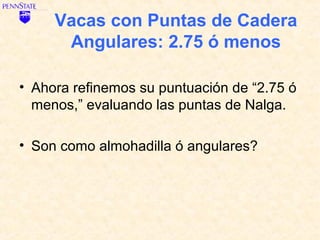 Vacas con Puntas de Cadera
      Angulares: 2.75 ó menos

• Ahora refinemos su puntuación de “2.75 ó
  menos,” evaluando las puntas de Nalga.

• Son como almohadilla ó angulares?
 