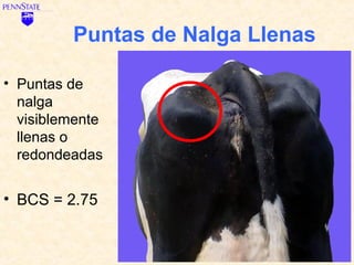 Puntas de Nalga Llenas

• Puntas de
  nalga
  visiblemente
  llenas o
  redondeadas


• BCS = 2.75
 