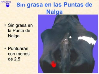 Sin grasa en las Puntas de
                 Nalga

• Sin grasa en
  la Punta de
  Nalga

• Puntuarán
  con menos
  de 2.5
 