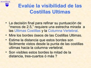 Evalúe la visibilidad de las
            Costillas Ultimas

• La decisión final para refinar su puntuación de
  “menos de 2.5,” requiere una estrecha mirada a
  las Ultimas Costillas y la Columna Vertebral.
• Mire los bordes óseos de las Costillas Ultimas.
• Estime la distancia que estos bordes son
  fácilmente vistos desde la punta de las costillas
  ultimas hacia la columna vertebral.
• Son visibles estos bordes la mitad de la
  distancia, tres-cuartos ó más ?
 