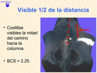 Visible 1/2 de la distancia

• Costillas
  visibles la mitad
  del camino
  hacia la
  columna.

• BCS = 2.25
 