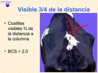 Visible 3/4 de la distancia

• Costillas
  visibles ¾ de
  la distancia a
  la columna

• BCS = 2.0
 